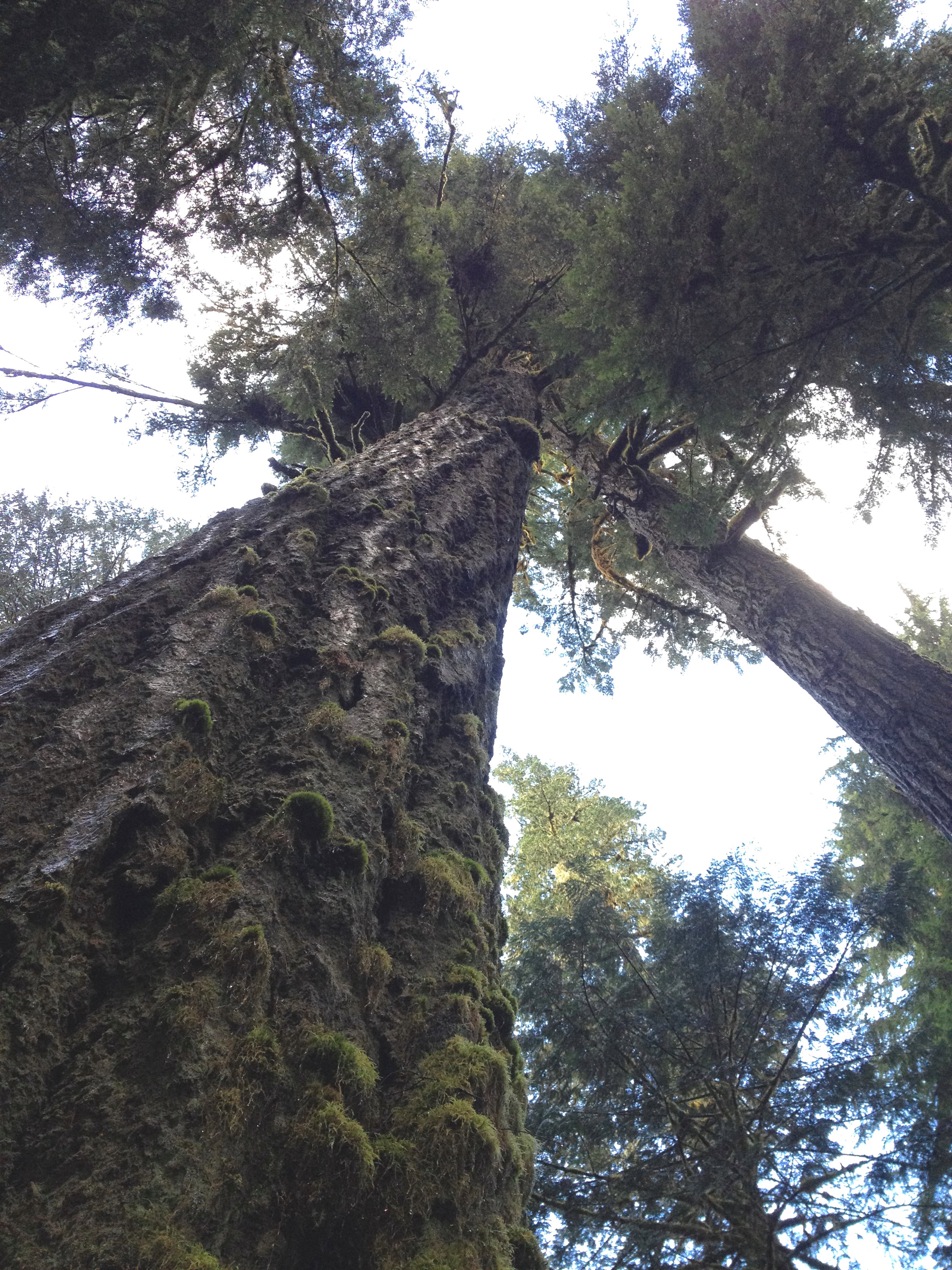 Big trees on the Hillockburn Trail